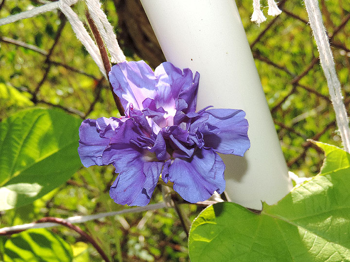 DSCN4317