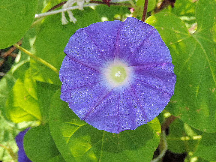 DSCN4523