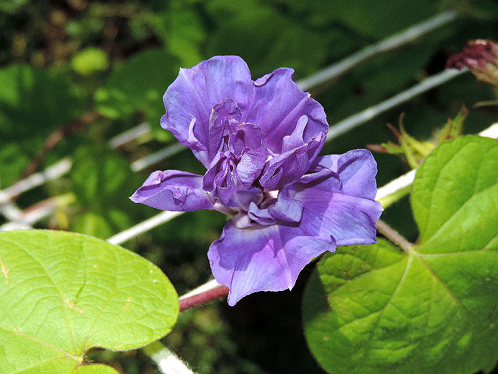 DSCN4641