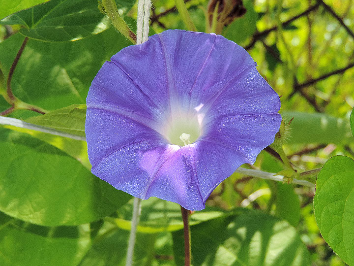 DSCN4646