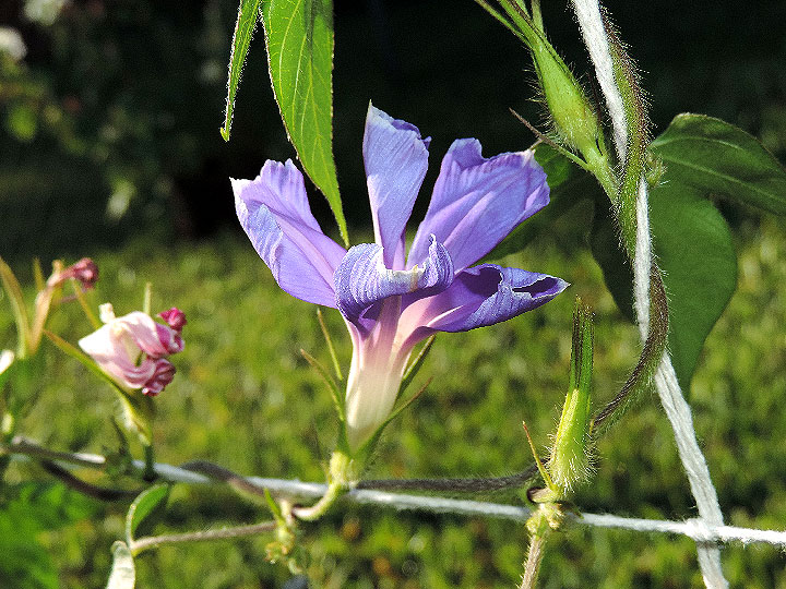 DSCN4736