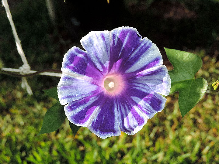 DSCN5148