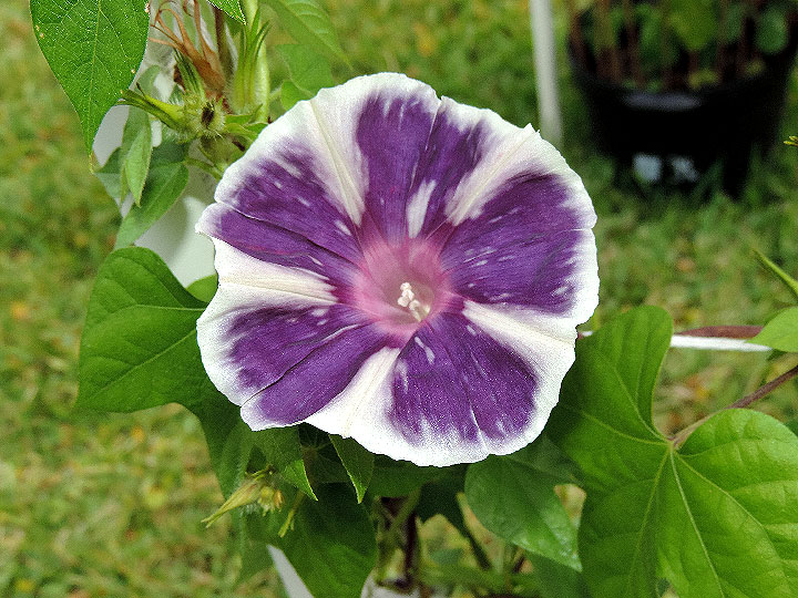DSCN5244