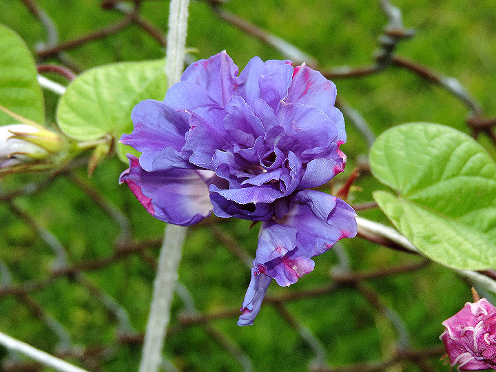 DSCN5266