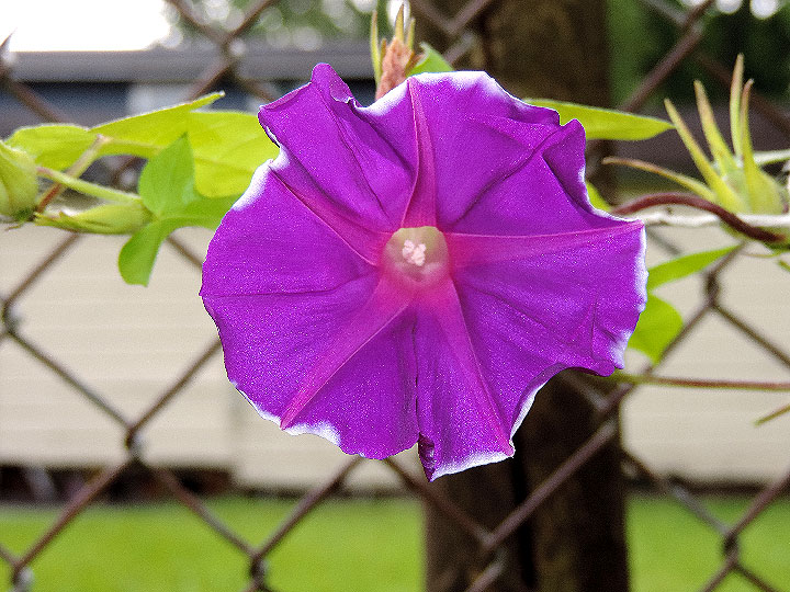 DSCN5268