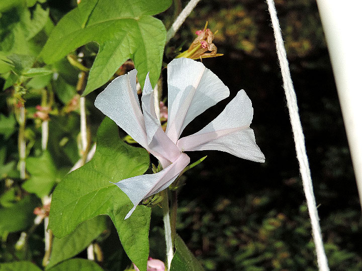 DSCN5353
