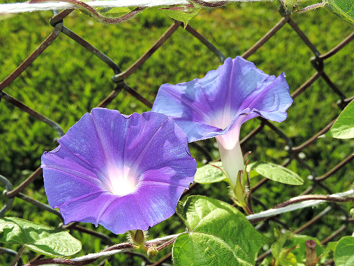 DSCN5461