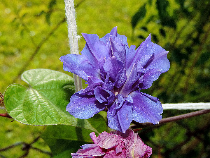 DSCN5581