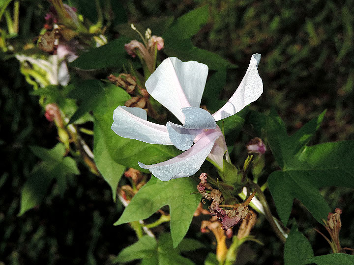 DSCN5704