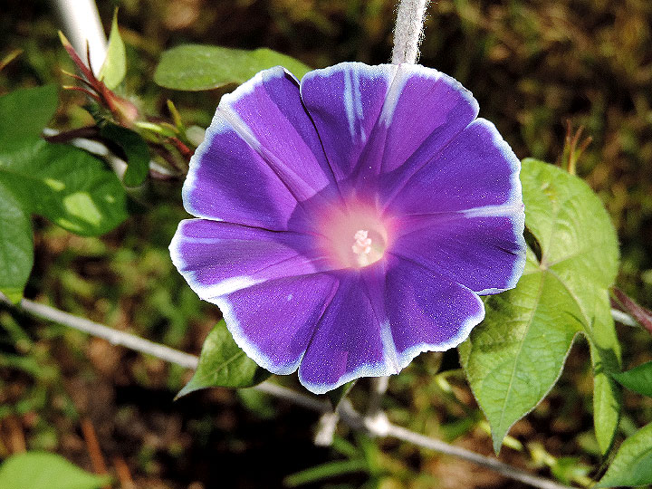 DSCN5727