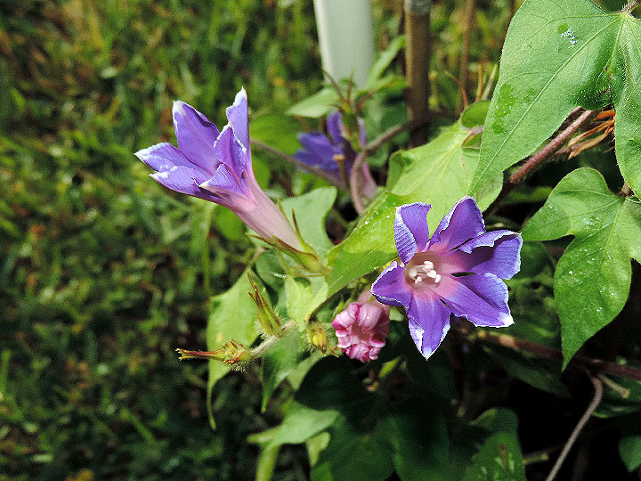 DSCN5817