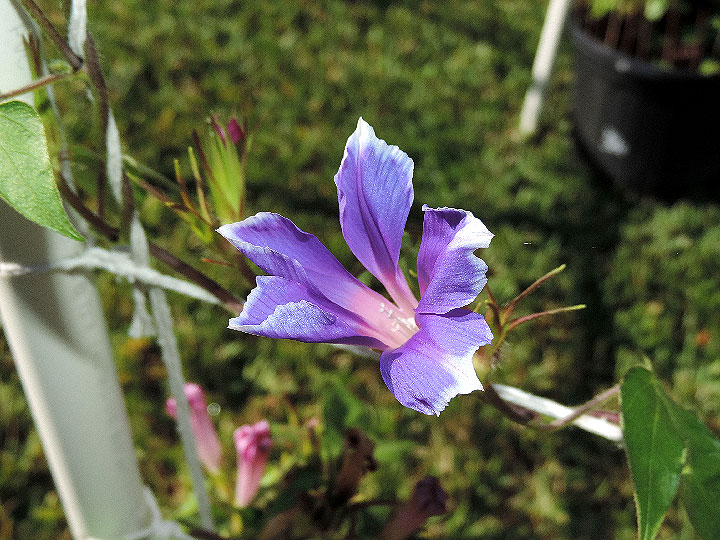 DSCN5941