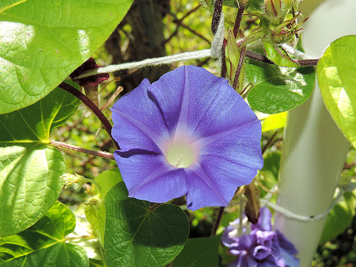 DSCN5960
