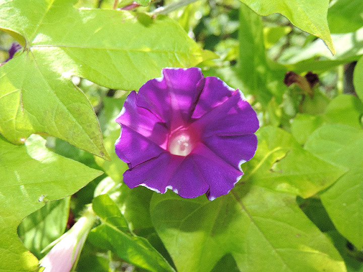 DSCN5961