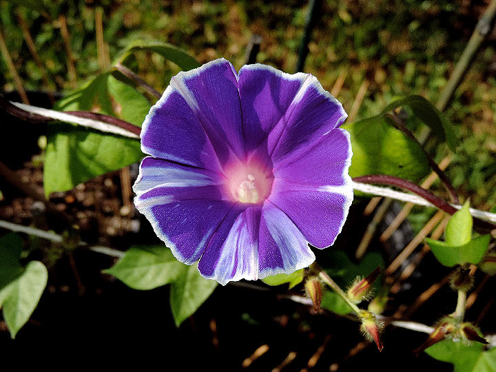 DSCN5971