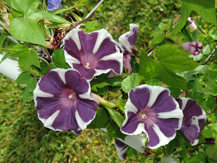 DSCN6056
