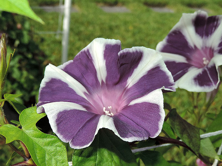 DSCN6058