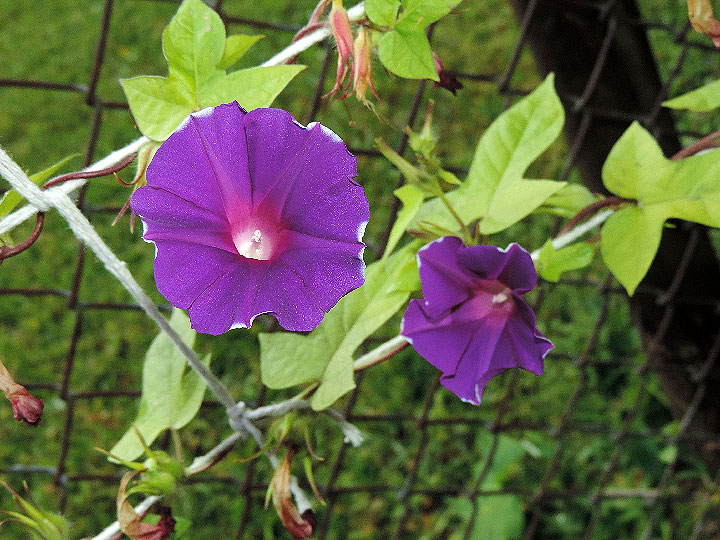 DSCN6085