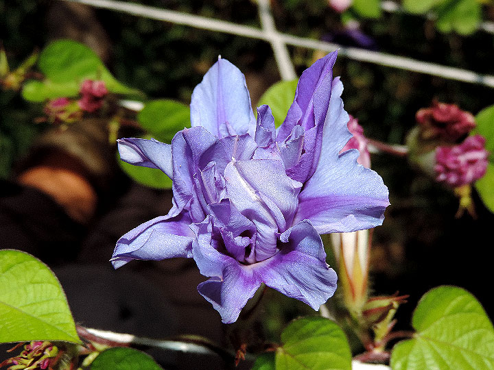 DSCN6269