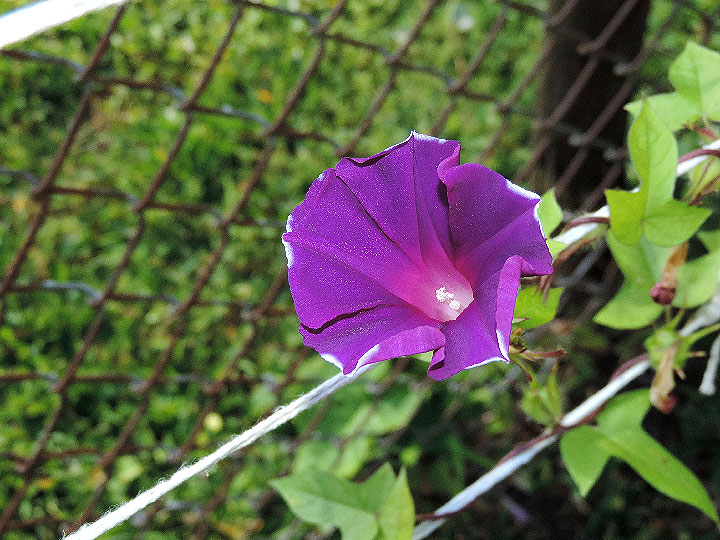 DSCN6271