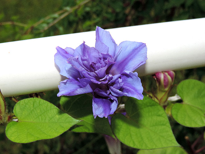 DSCN6359