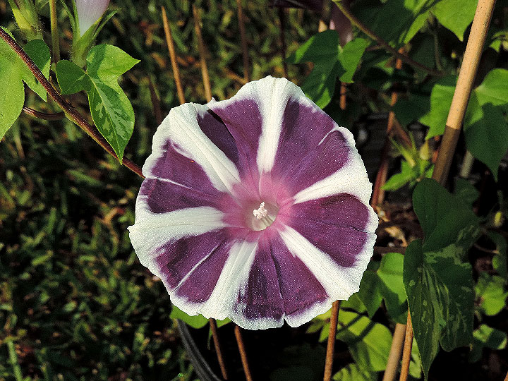 DSCN6470