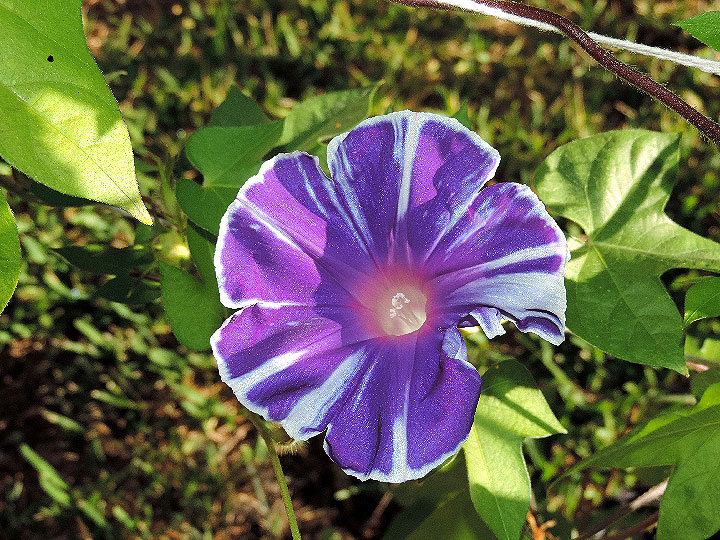 DSCN6503