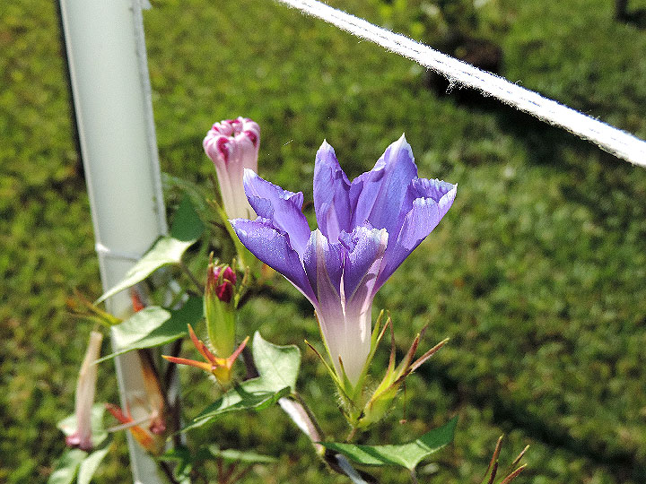 DSCN6733