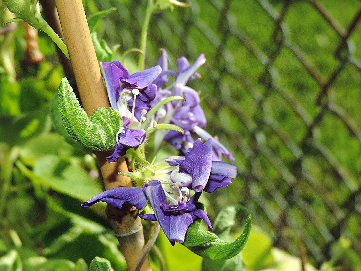 DSCN6752