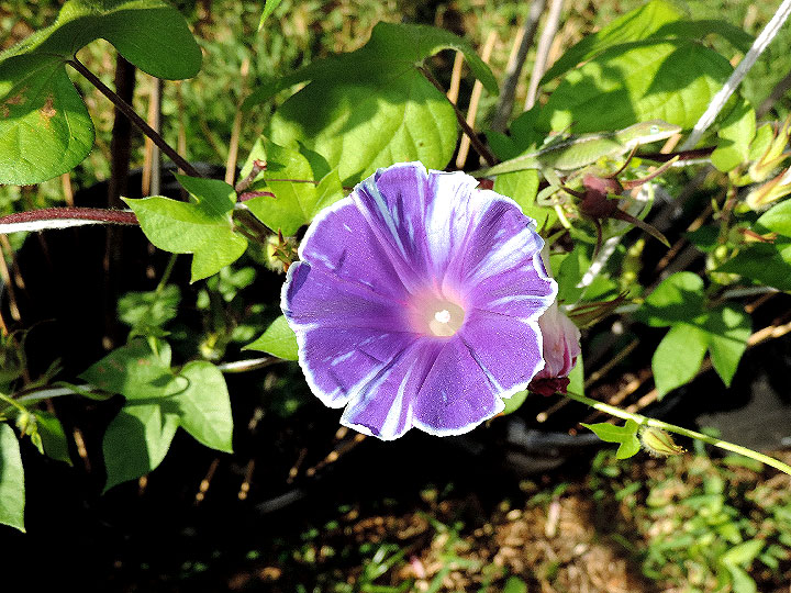 DSCN6771