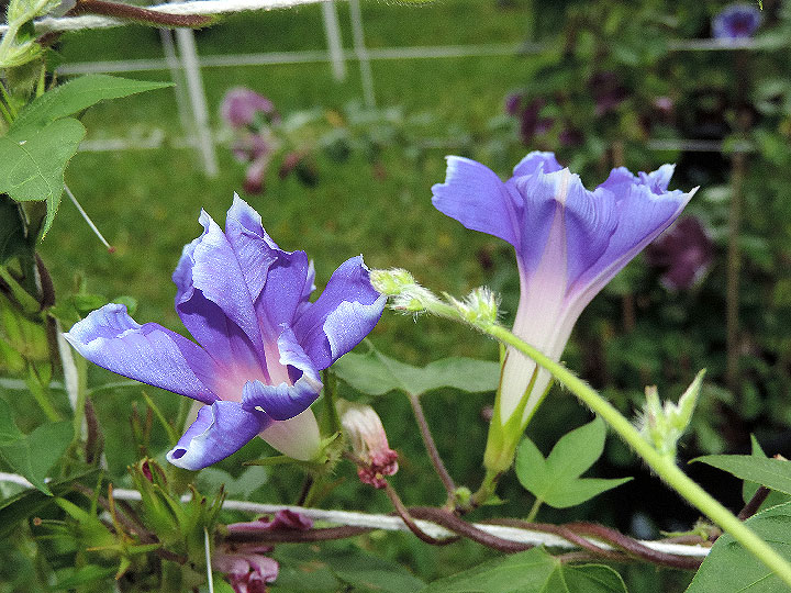 DSCN7202