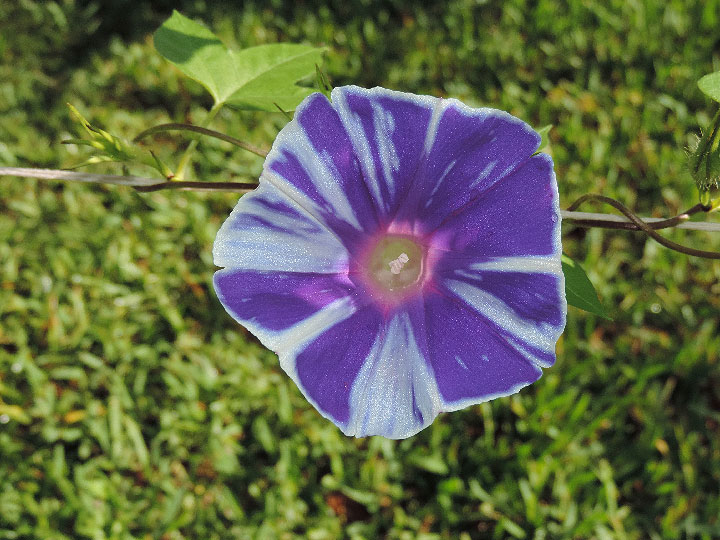 DSCN7454