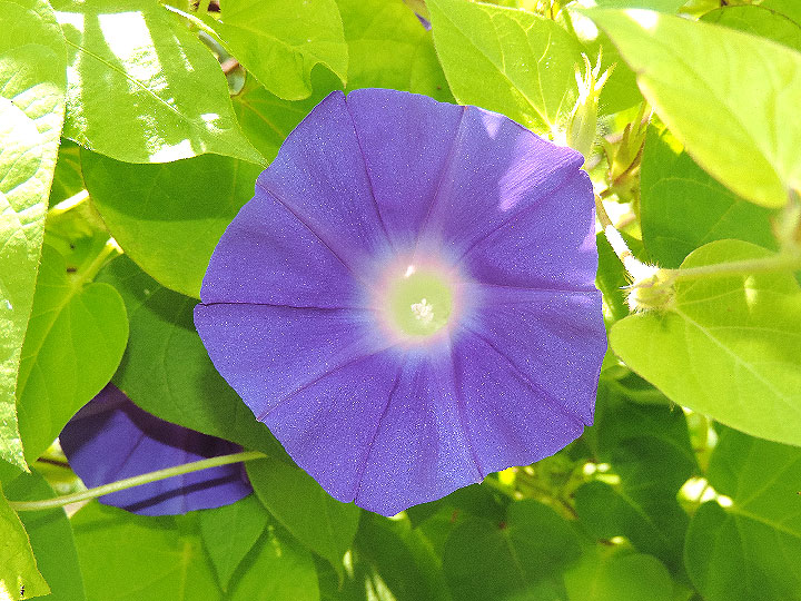 DSCN7531