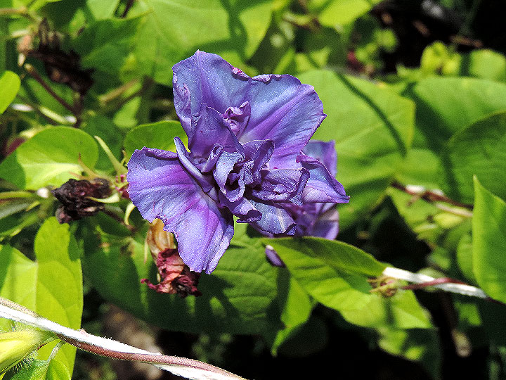DSCN7533