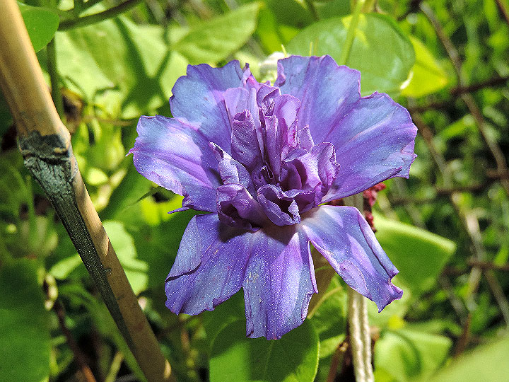 DSCN7534