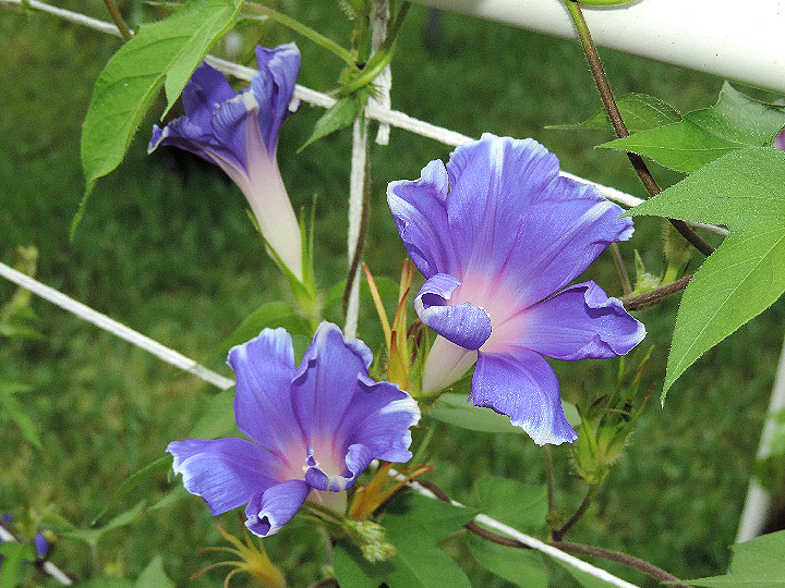 DSCN7607