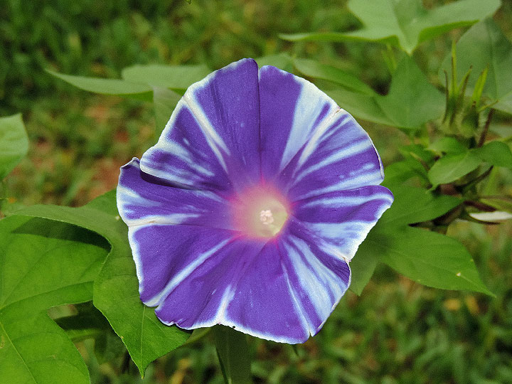 DSCN7644