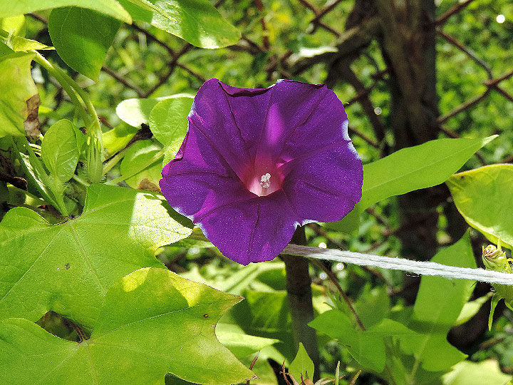 DSCN7856