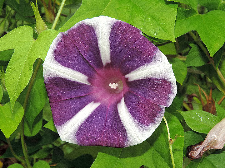 DSCN7947