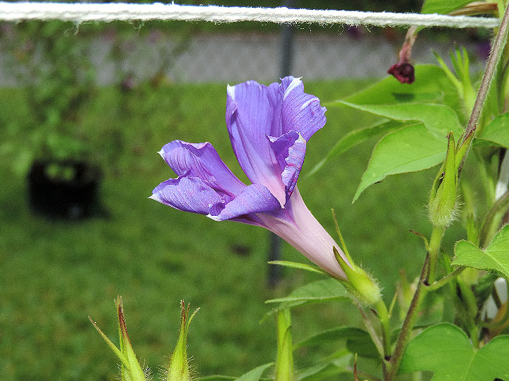 DSCN7951