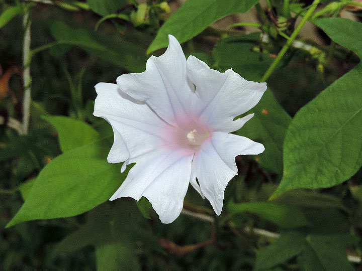 DSCN7964