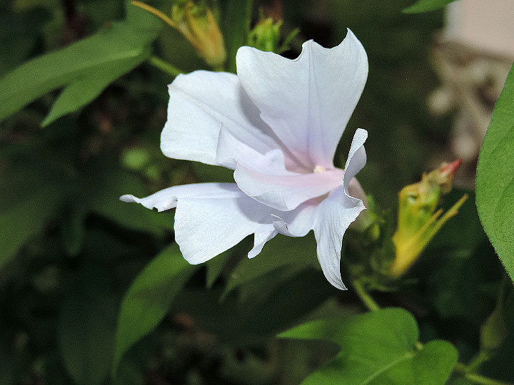 DSCN7966