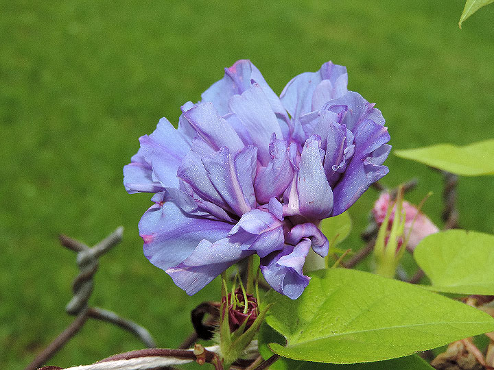 DSCN7971