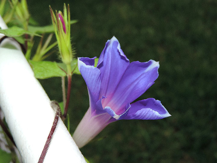 DSCN8161
