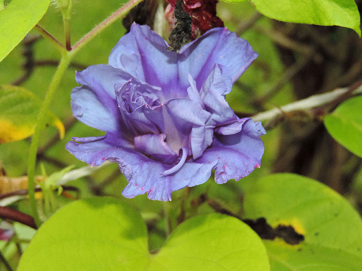 DSCN8321