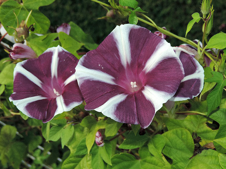 DSCN8552