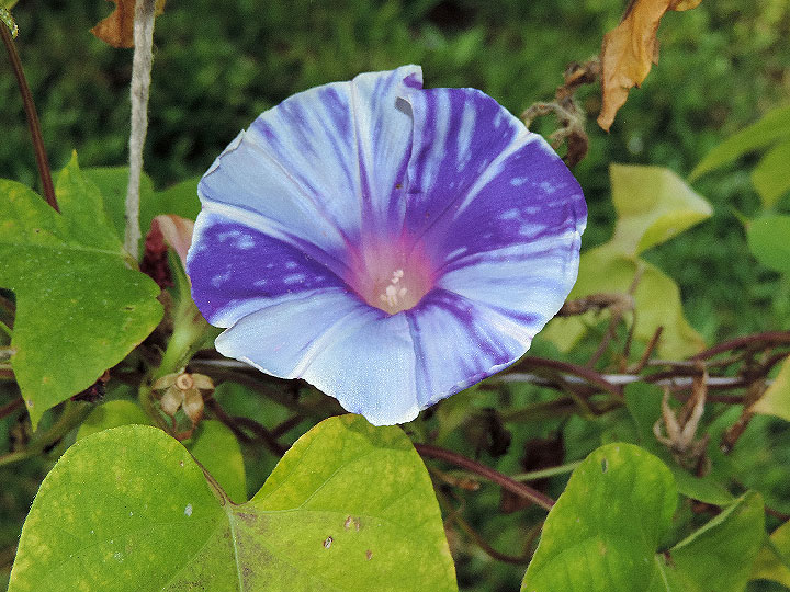 DSCN8590
