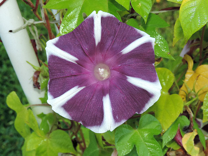 DSCN8675