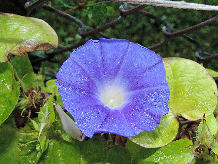 DSCN8700