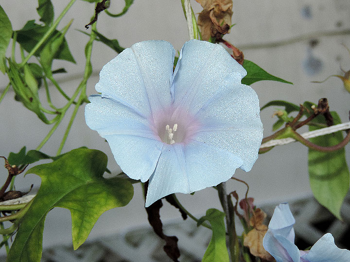 DSCN8786